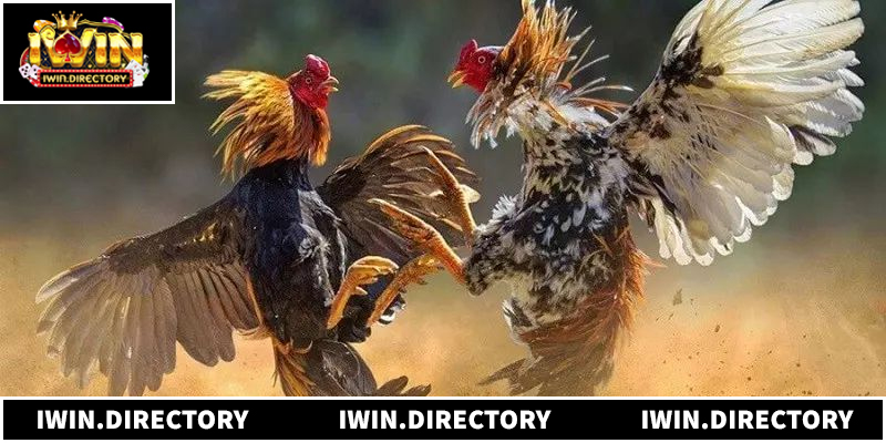 Hướng dẫn tính kết quả và xử lý sự cố trong trận đấu